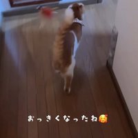 歩く猫