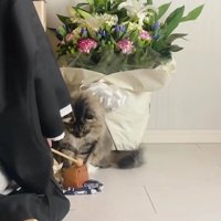 お坊さんと猫
