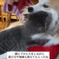 犬に飛びつく猫