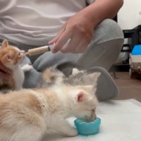 離乳食に群がる子猫たち1