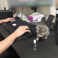 近づく子猫