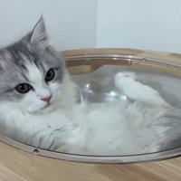 キャットタワーの上にいる猫
