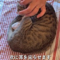 猫の耳に指を添える飼い主
