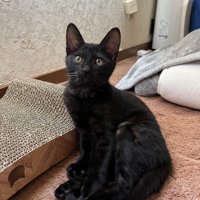座っている子猫