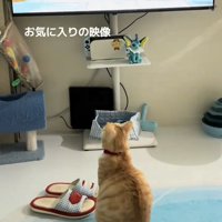 座ってテレビを見る猫の背中