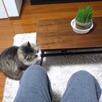 テーブルにスリッ