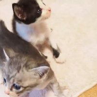 寄り添う2匹の子猫