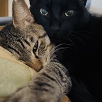 一緒にくつろぐキジトラ猫と黒猫