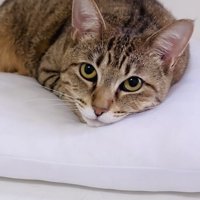 クッションでくつろぐキジトラ猫