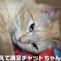 横になる猫の顔