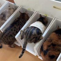 ごはんを食べる5匹の猫