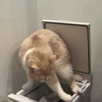 ゴミ箱の上に乗る猫
