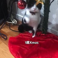 クリスマスツリーのオーナメントを見つめる猫