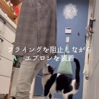 飼い主を見上げる猫