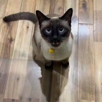 シャムMIXの猫