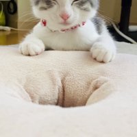 クッションに前足を置いてウトウトする子猫