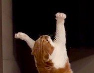 前足を天井に向かって伸ばす猫