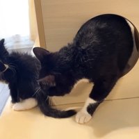 クンクン
