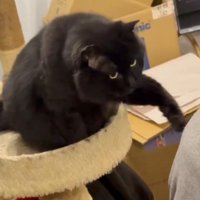 左手を持ち上げる猫