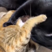 にゃんプロをする黒猫とキジトラ