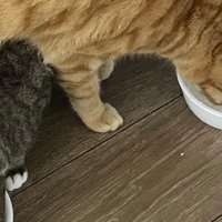ごはんを食べている猫たち