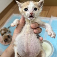 立てて抱っこされている子猫（正面向き）