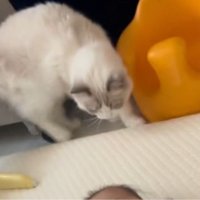 室内にいる猫と赤ちゃん