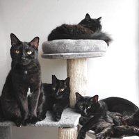 キャットタワーでくつろぐ黒猫たち