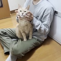 座る人に後ろから両頬を包まれる猫