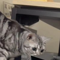 紙袋に近づく猫