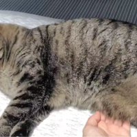 寝ている猫