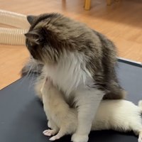 向かって左を向く猫と猫の下に潜り込んで上を向くフェレット