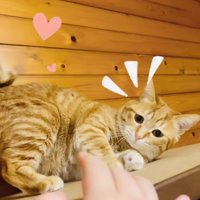 飼い主さんの手にじゃれる茶トラ猫