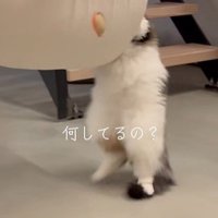 自分のしっぽを踏む猫