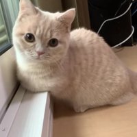 外を見ているむぎちゃん