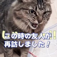 威嚇する猫