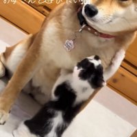 柴犬に遊んでほしそうな子猫