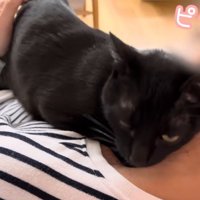 膝の上で甘える黒猫