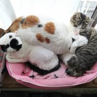 出窓にいる3匹の猫たち