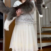 大きな猫を抱っこする女性