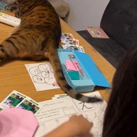 宿題をしている子どもと目の前で横になっている猫