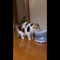 水を飲むミケちゃん