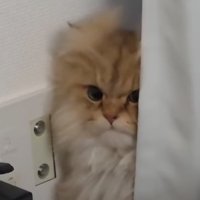 こちらの視線を向ける猫