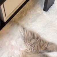 家具の下から見える猫の足