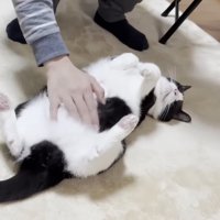 お腹をなでられる猫