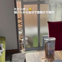 窓を開ける猫