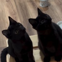 見上げる2匹の子猫