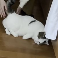 気だるそうな表情で床に転がる猫