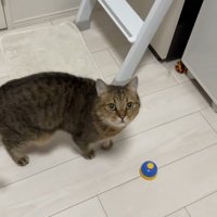 ベルの近くで見上げる猫