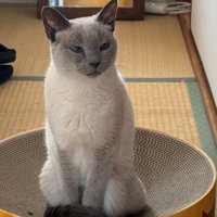 おすわりする猫